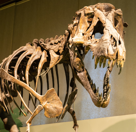 Museums with free admission