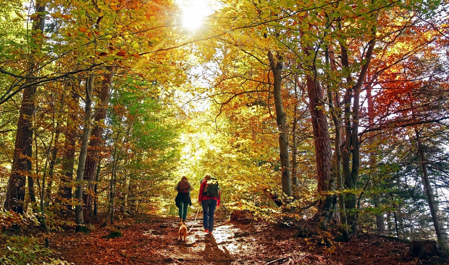 BREATH-TAKING AUTUMNAL WALKS 