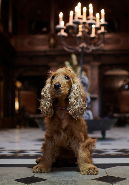 Save 50% on dog charges