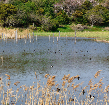 Bird watching in <br>nature reserves