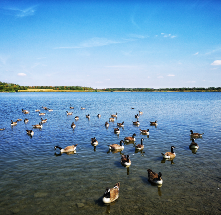 <p class="p1"><strong>Anglers Country Park</strong>