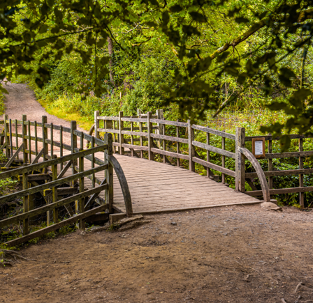 <p class="p1"><strong>Ashdown Forest</strong>