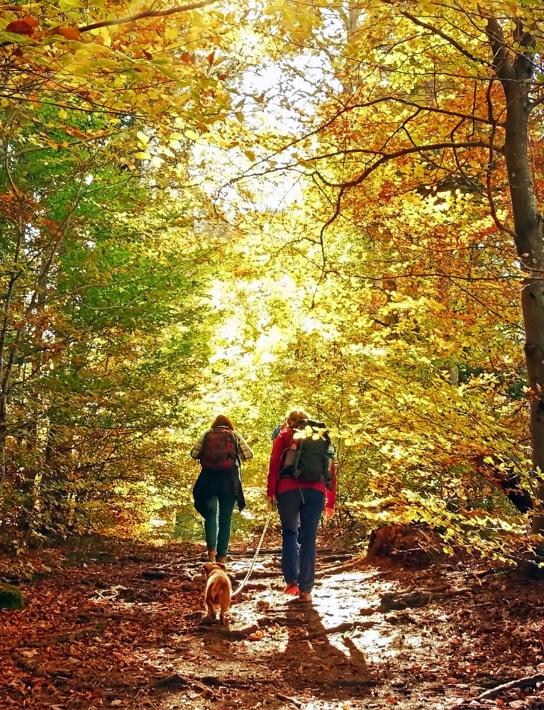 BREATH-TAKING AUTUMNAL WALKS&nbsp;