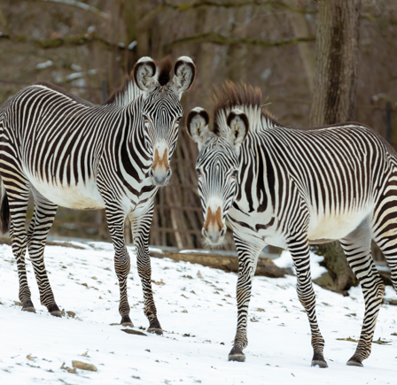 Christmas Magic at London Zoo